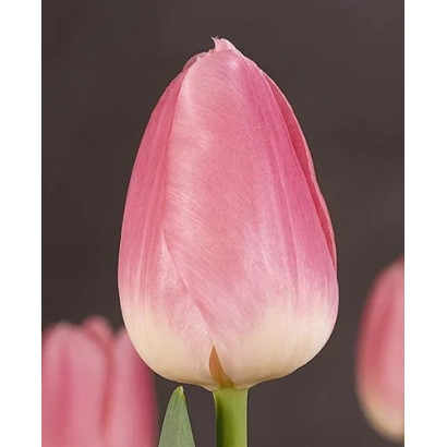 Тюльпан розово-белого цвета на темном фоне - Саутэрнэс