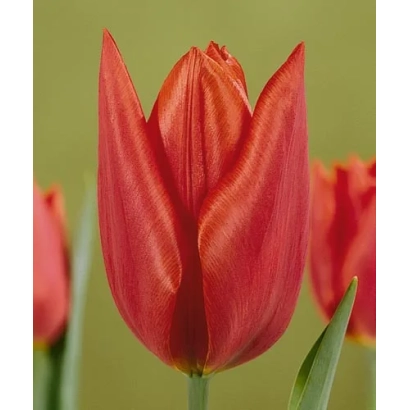 Красный тюльпан сорта Саванна на зелёном фоне - Саваннаh