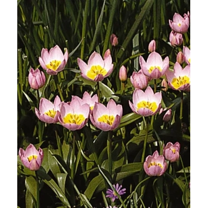 Розовые тюльпаны с желтыми центрами на зеленом фоне - саксатилис