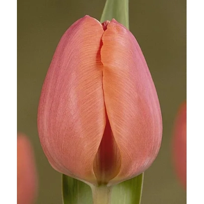 Тюльпан сорту Scala на зеленому фоні - Сцала