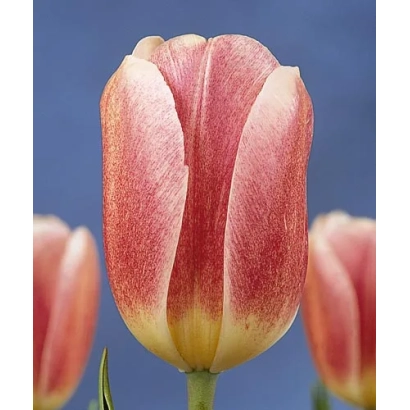 Тюльпан сорта Скандинавия на синем фоне - Сцандинавиа