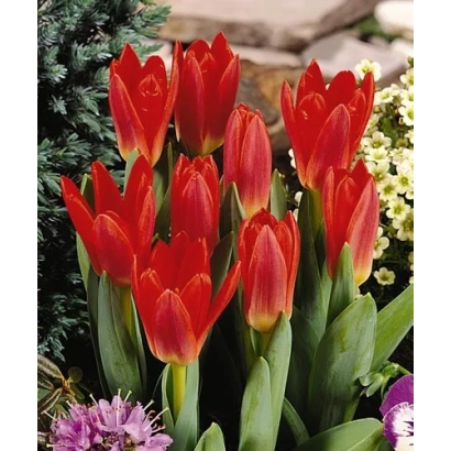 Червоні тюльпани Scarlet Baby на фоні зелені та інших квітів - Сцарлет Бабь