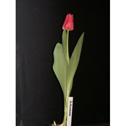 Red tulip Schermeer on black background