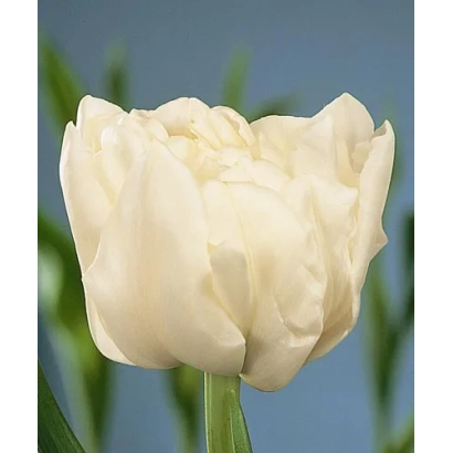 White tulip variety Schoonoord against green foliage