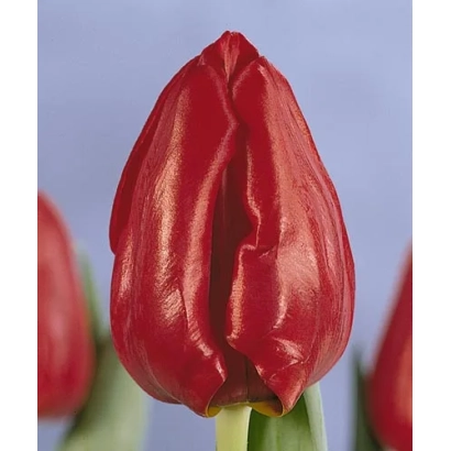 Червоний тюльпан на фоні - Сеадов