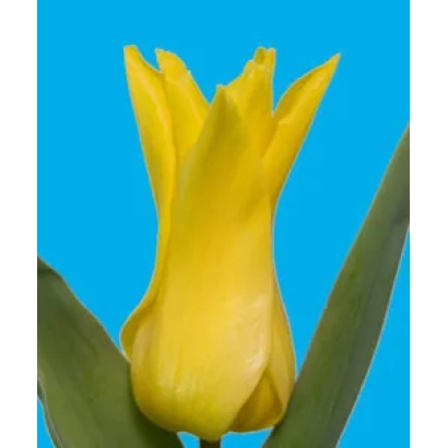 Желтый тюльпан на синем фоне - Сэаттлэ