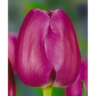 Purple tulip on green background - Seaworld