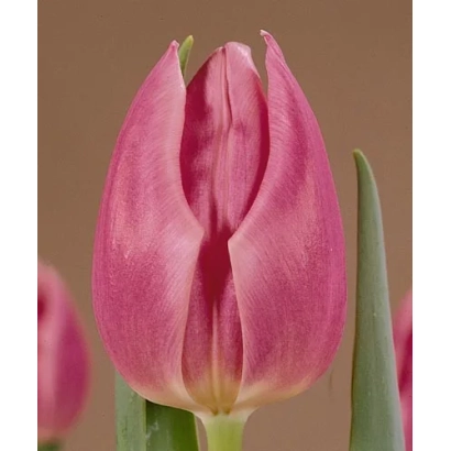 Рожевий тюльпан на фоні - Секрет Лав