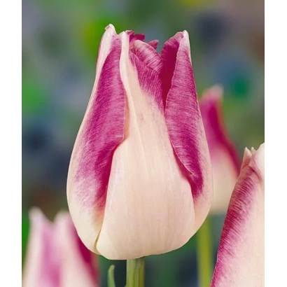 Тюльпан Sedalia с розово-белыми лепестками на фоне зелени - Сэдалиа