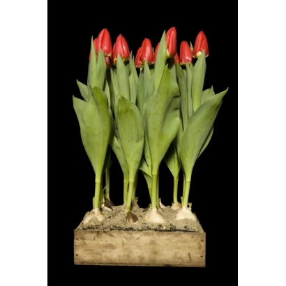 Тюльпани сорту Серкет у дерев'яній коробці на чорному фоні