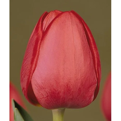 Красный тюльпан сорта Севилла на однотонном фоне - Сэвилла