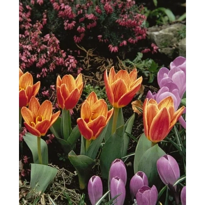 Тюльпаны оранжевого и фиолетового цветов на фоне зелёной листвы и розовых кустов - Шакэспэарэ