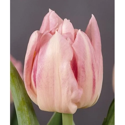 Тюльпан Шаннон, розовый бутон на темном фоне