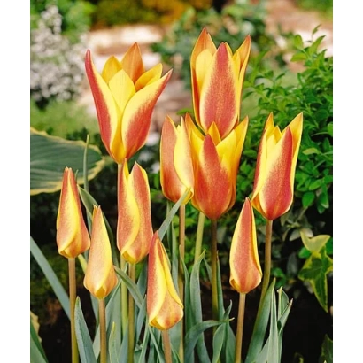 Тюльпаны сорта Шэила на фоне зелени