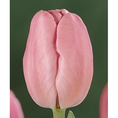 Розовый тюльпан на зелёном фоне - Шэрwоод Гардэнс