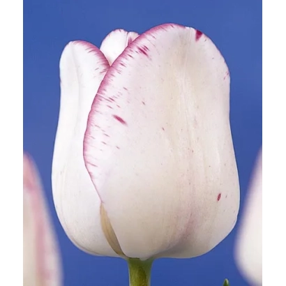 Белый тюльпан с розовыми краями на синем фоне - Ширлэь