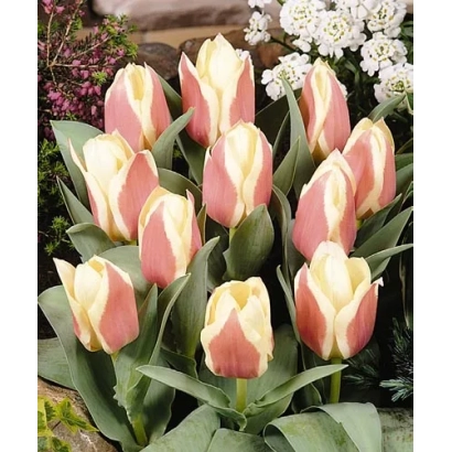 Тюльпани сорту Шоwтиме у квітковій композиції