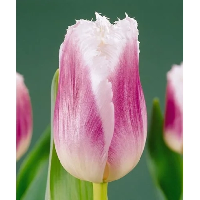 Tulip variety SiG«sta | Siesta | Siesta