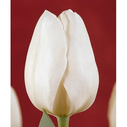 Білий тюльпан на червоному фоні - Силентиа