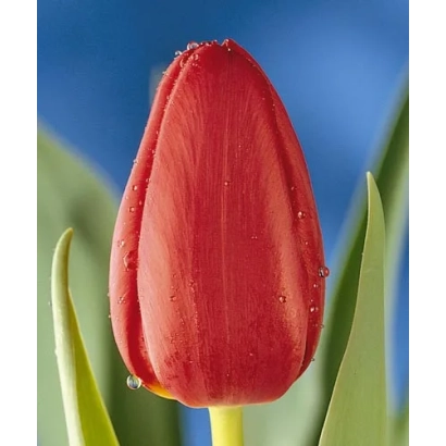 Червоний тюльпан на фоні зеленої рослинності та синього неба - Силвано