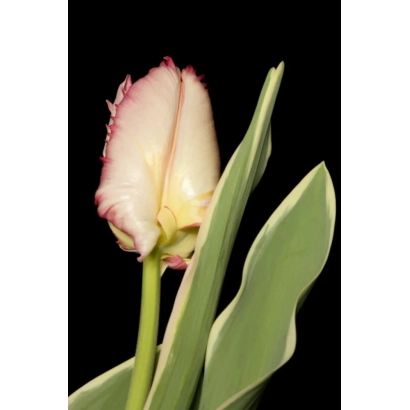 Тюльпан з рожево-білими пелюстками на чорному фоні - Срібний папуга Дизайн