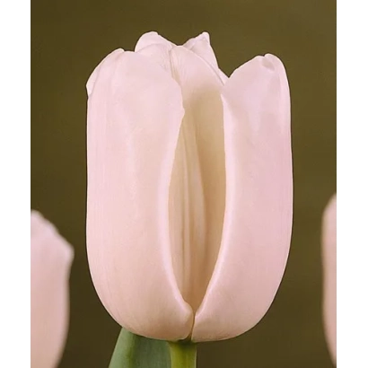 Білий тюльпан сорту Сілверадо на зеленому фоні - Силверадо