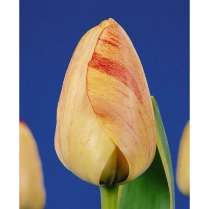 Yellow-red tulip on blue background - Silverstream