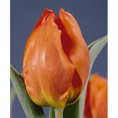 Тюльпан помаранчевого кольору на фоні - Сінт-Мартен