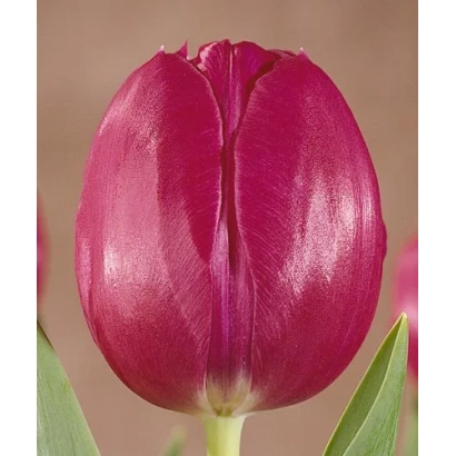 Tulip variety Sjakamaro