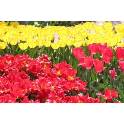 Поле тюльпанов: красные и желтые цветы на фоне зеленого поля - Скиф