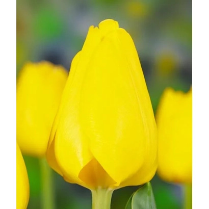 Жовті тюльпани на фоні зелені - Скьлине