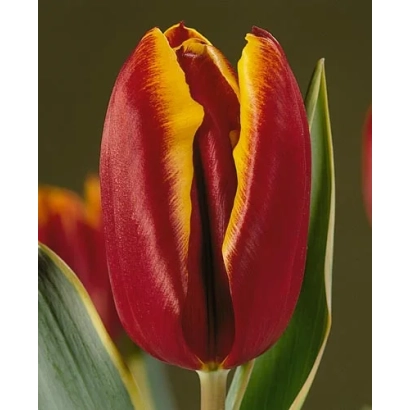 Червоно-жовтий тюльпан на темному фоні - Слім Whіtman