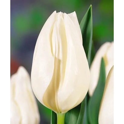 Білий тюльпан сорту Snow Lady на фоні зелени - Снігова Леді