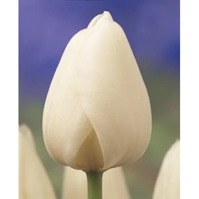 Білий тюльпан на фоні інших квітів - Сніжинка