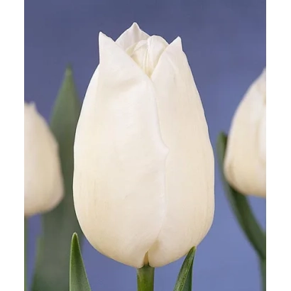 Білі тюльпани на синьому фоні - Сноwстар