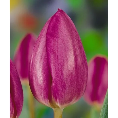 Тюльпани сорту Согетсу на фоні