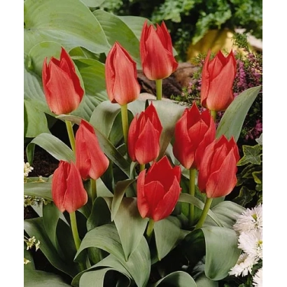 Червоні тюльпани на зелених листках - Сомбреро