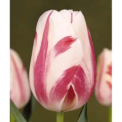 Tulip with white-pink striped cup - Sorbet