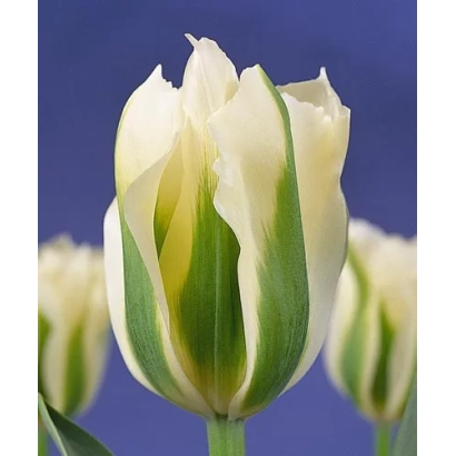 White tulip with green stripes on background - Spring Green