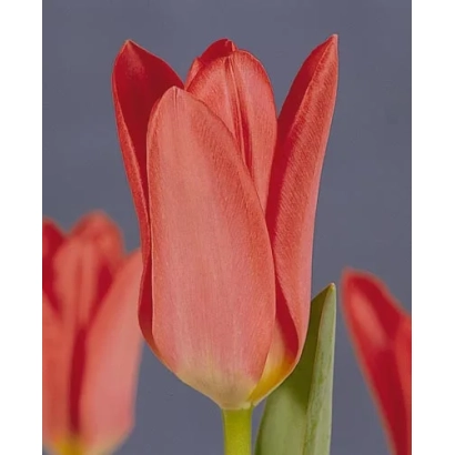 Красный тюльпан на фоне с другими цветами - Спринг Пэарл