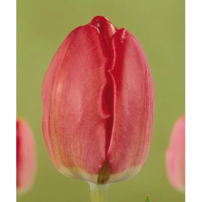 Close-up of a red tulip against a green background - Spring Song