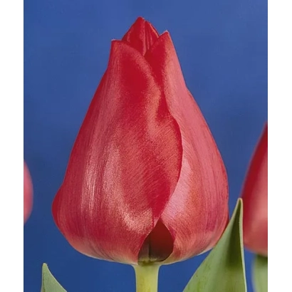 Красный тюльпан на синем фоне - Спрьнг