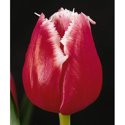 Красный тюльпан на черном фоне - Старфигhтэр
