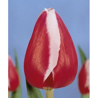 Крупный план красного тюльпана с белой полосой на фоне голубого неба - Старгазэр