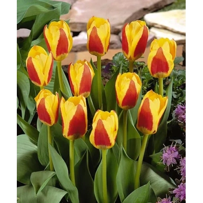 Тюльпаны Стрэса на фоне сада