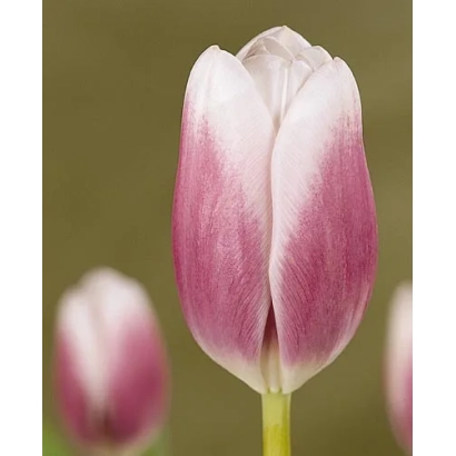Pink and white tulip against a background of other flowers - Success
