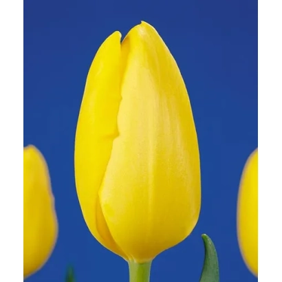 Желтый тюльпан на синем фоне - Сун Чилд