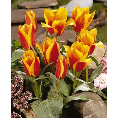 Sun Dance tulips with red-yellow petals against a stone background