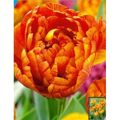 Крупный план оранжевого тюльпана сорта Sun Lover - Сун Ловэр