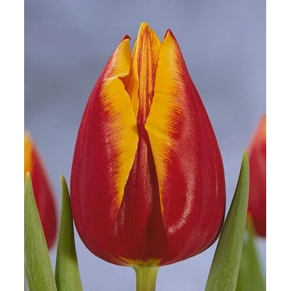 Tulip with red and yellow petals against a blurred background - Sunlife